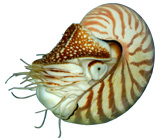 Головоногие моллюски Cephalopoda