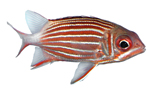Рыбы-солдаты, или рыбы-белки Holocentridae