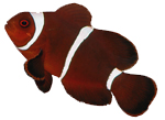 Рыбы-клоуны Amphiprionidae