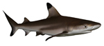 Серые (пилозубые) акулы Carcharhinidae