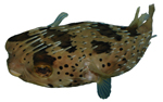 Ежи-рыбы Diodontidae