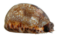 Брюхоногие моллюски Gastropoda
