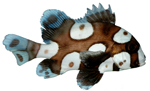 Сладкогубы (Морские ворчуны, Помадазиевые) Haemulidae