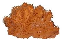 Голубые кораллы Helioporacea