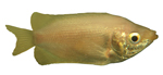 Хелостомовые Helostomatidae
