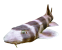 Азиатские кошачьи акулы Hemiscylliidae