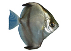 Рыбы-ласточки Monodactylidae