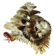 Морские черви Polychaeta