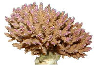 Жесткие (мадрепоровые) кораллы Scleractinia