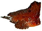 Рыбы-осы Tetrarogidae