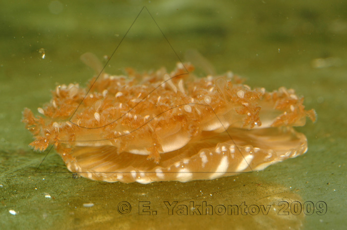 Медуза сидячая - кассиопея