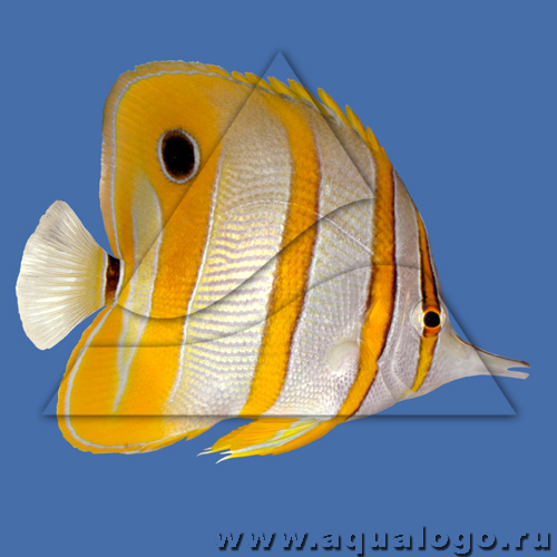 Бабочка пинцет-хелмон (Носатый хелмон)