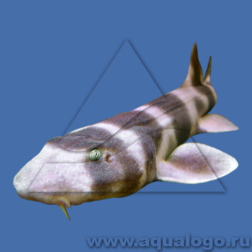 Акула кошачья коричневополосая