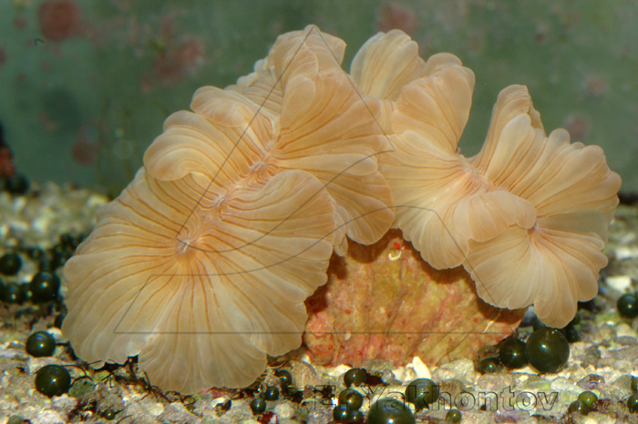 Немензофиллия турбида (Лисий коралл)
