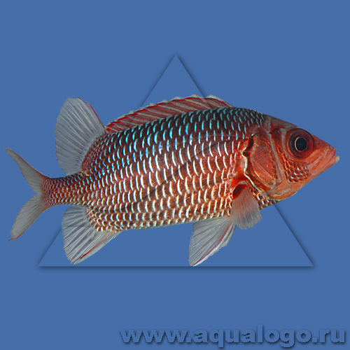 Рыба-белка фиолетовая